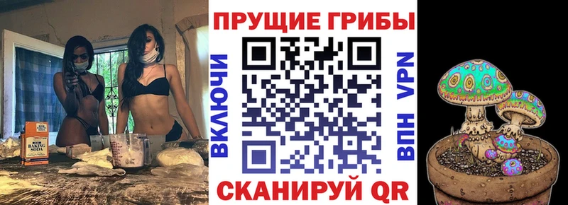 дарнет шоп  ОМГ ОМГ ТОР  shop формула  Каргополь  Псилоцибиновые грибы Psilocybine cubensis 